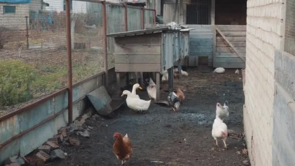 Taman Burung Desa Dengan Burung Peliharaan Bebek Dan Ciples — Stok Video