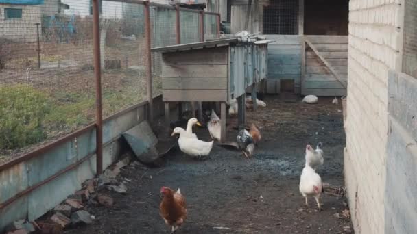 Bird Yard Village Pet Birds Ducks Ciples — Stock Video