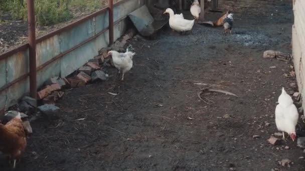 Bird Yard Village Pet Birds Ducks Ciples — Stock Video