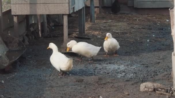 Patio Aves Pueblo Con Aves Compañía Patos Cíclicos — Vídeos de Stock