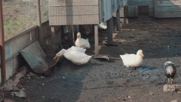 Pátio Pássaros Aldeia Com Pássaros Estimação Patos Cículos — Vídeo de Stock