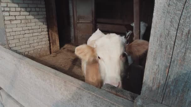 年轻的奶牛肉桂色彩艳丽地站在棕褐色的期待中 — 图库视频影像