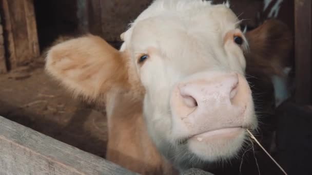 Canela Vaca Jovem Cor Bronzeado Olhando Para Frente — Vídeo de Stock