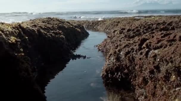 岩礁と緑のサンゴ礁と青い水の海のキャストのビデオ — ストック動画