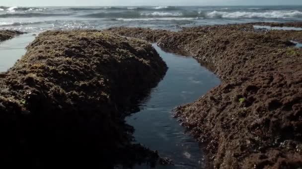 浅层岩石和绿色珊瑚礁的蓝色海水的海投视频 — 图库视频影像