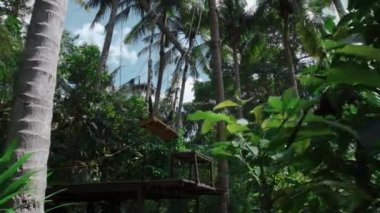 Bali Adası 'ndaki pirinç tarlasında uzun göçebelerin videosu.