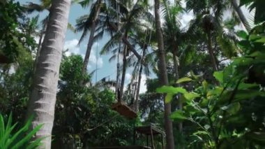 Bali Adası 'ndaki pirinç tarlasında uzun göçebelerin videosu.