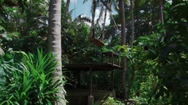 Bali Adası 'ndaki pirinç tarlasında uzun göçebelerin videosu.