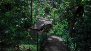 Bali Adası 'ndaki pirinç tarlasında uzun göçebelerin videosu.