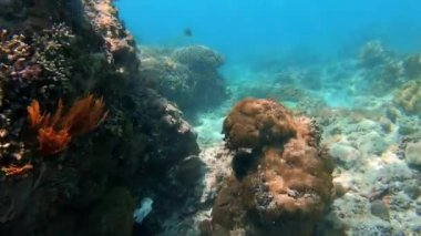 Çok renkli mercanlar arasında deniz altı balık sürüsü.