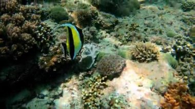 Çok renkli mercanlar arasında deniz altı balık sürüsü.