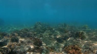 Çok renkli mercanlar arasında deniz altı balık sürüsü.