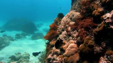 Çok renkli mercanlar arasında deniz altı balık sürüsü.