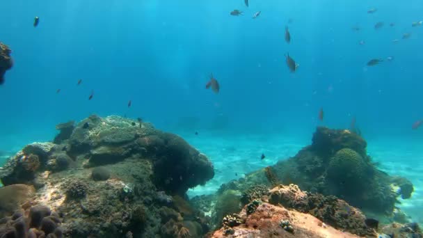 Disparo Submarino Bandada Marina Peces Entre Corales Multicolores — Vídeo de stock