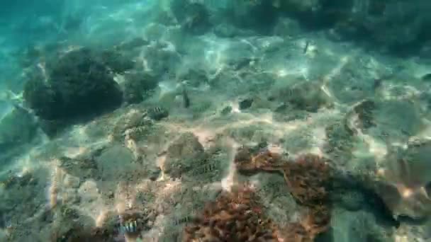 Подводный Кадр Морской Стаи Рыб Среди Разноцветных Кораллов — стоковое видео