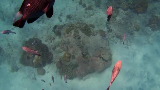 Plan Sous Marin Troupeau Marin Poissons Parmi Les Coraux Multicolores — Video