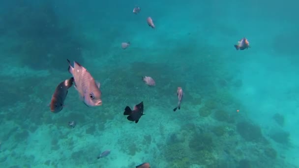 Plan Sous Marin Troupeau Marin Poissons Parmi Les Coraux Multicolores — Video