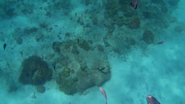 多色サンゴの間の魚の群れの水中ショット — ストック動画