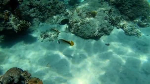 Çok Renkli Mercanlar Arasında Deniz Altı Balık Sürüsü — Stok video
