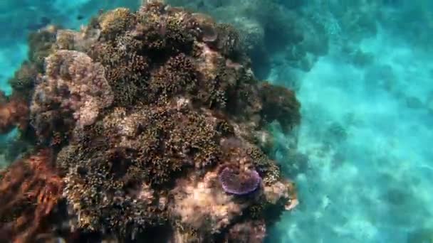 Plan Sous Marin Troupeau Marin Poissons Parmi Les Coraux Multicolores — Video