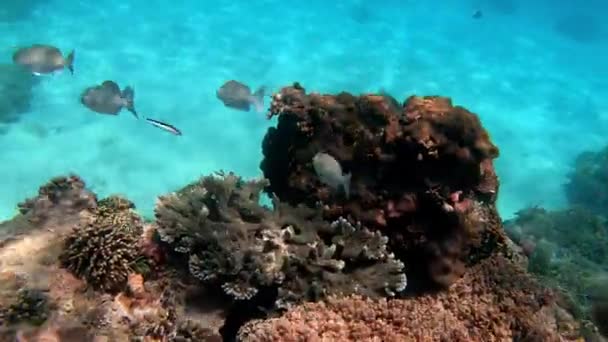 Colpo Subacqueo Stormo Marino Pesci Tra Corallo Multicolore — Video Stock