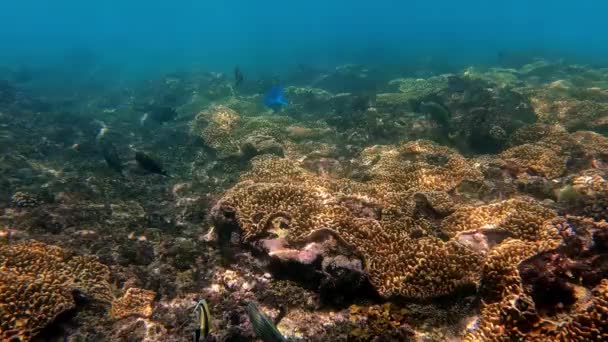 Υποβρύχια Βολή Του Θαλάσσιου Κοπαδιού Των Ψαριών Μεταξύ Πολύχρωμα Κοράλλια — Αρχείο Βίντεο
