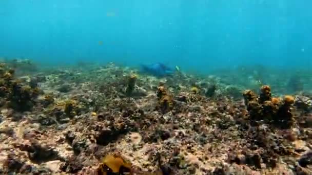 Plan Sous Marin Troupeau Marin Poissons Parmi Les Coraux Multicolores — Video