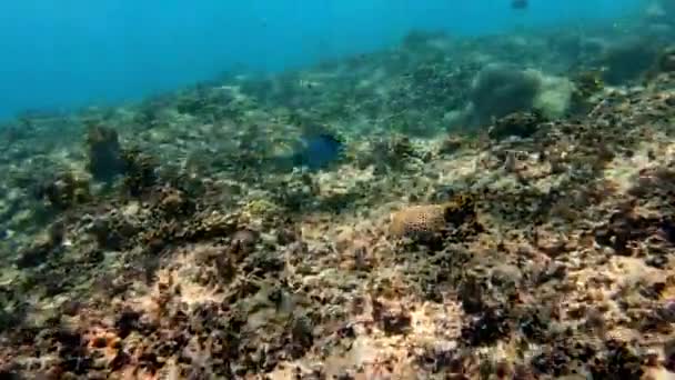 在多色珊瑚中的海鱼群水下拍摄的照片 — 图库视频影像