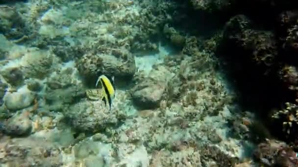 Plan Sous Marin Troupeau Marin Poissons Parmi Les Coraux Multicolores — Video