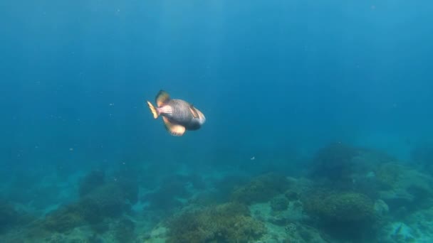 Çok Renkli Mercanlar Arasında Deniz Altı Balık Sürüsü — Stok video
