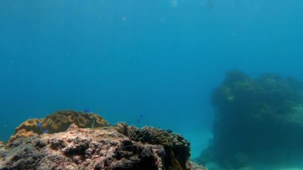 Tiro Subaquático Rebanho Marinho Peixe Entre Multi Colorido Coral — Vídeo de Stock