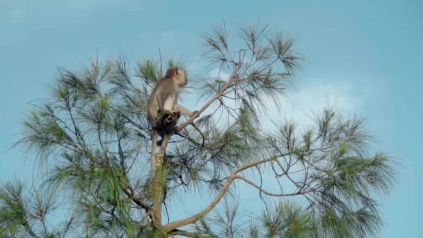 Vahşi Doğada Yeşil Bir Ağacın Tepesinde Oturan Bir Maymunun Videosu — Stok video