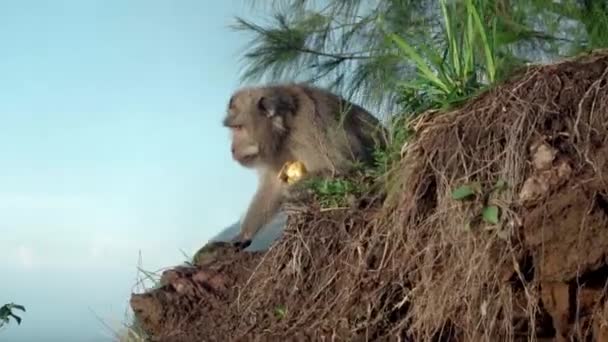 야생에서 과일을 원숭이의 비디오 — 비디오