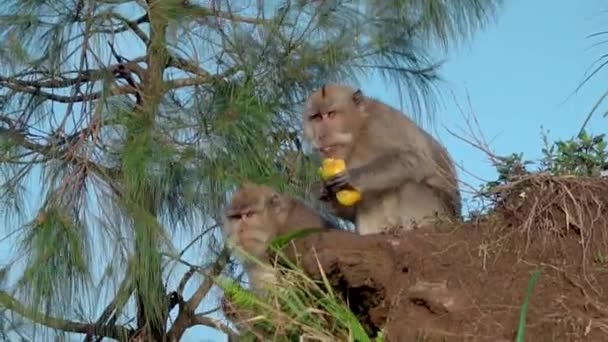 Bir Maymunun Yerde Oturup Vahşi Doğada Meyve Yediği Bir Video — Stok video