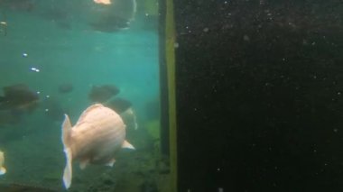 Yeşil sudaki sazan balığı sürüsünün sualtı video görüntüleri.