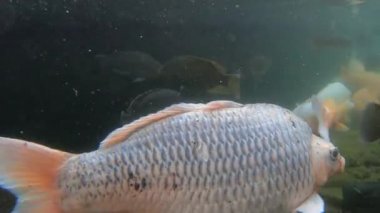 Yeşil sudaki sazan balığı sürüsünün sualtı video görüntüleri.