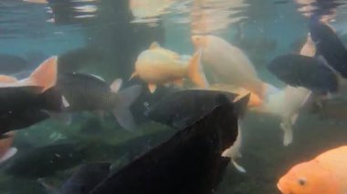 Yeşil sudaki sazan balığı sürüsünün sualtı video görüntüleri.