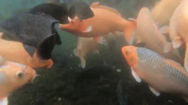 Yeşil sudaki sazan balığı sürüsünün sualtı video görüntüleri.