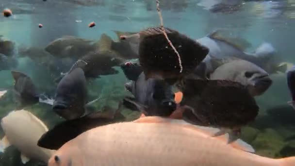 Imágenes Vídeo Subacuáticas Una Enorme Bandada Peces Marinos Carpa Agua — Vídeo de stock