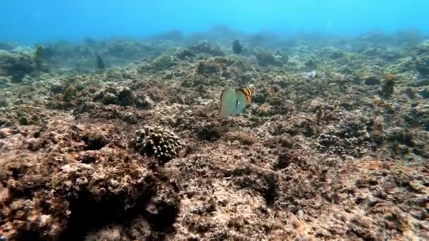 Plan Sous Marin Troupeau Marin Poissons Parmi Les Coraux Multicolores — Video