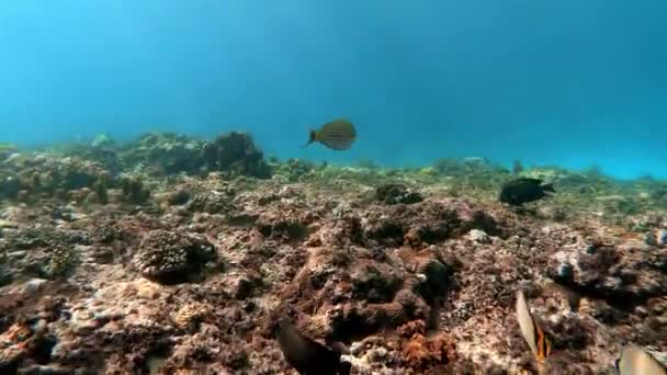 在蓝水中的多色珊瑚中的海鱼群在水下拍摄的照片 — 图库视频影像