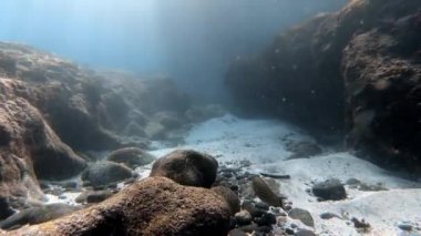 Mavi sulardaki çok renkli mercanlar arasında deniz altı balık sürüsü.