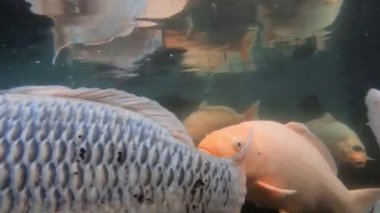 Yeşil sudaki sazan balığı sürüsünün sualtı video görüntüleri.