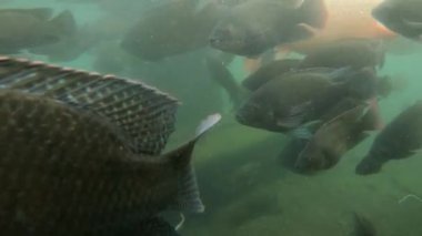 Yeşil sudaki sazan balığı sürüsünün sualtı video görüntüleri.