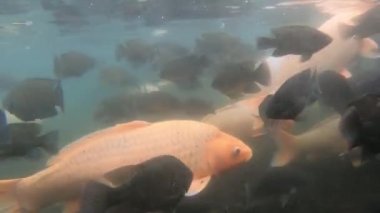 Yeşil sudaki sazan balığı sürüsünün sualtı video görüntüleri.
