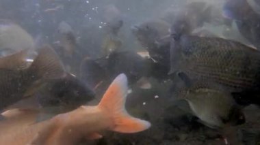Yeşil sudaki sazan balığı sürüsünün sualtı video görüntüleri.