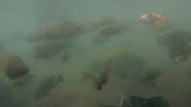 Yeşil sudaki sazan balığı sürüsünün sualtı video görüntüleri.