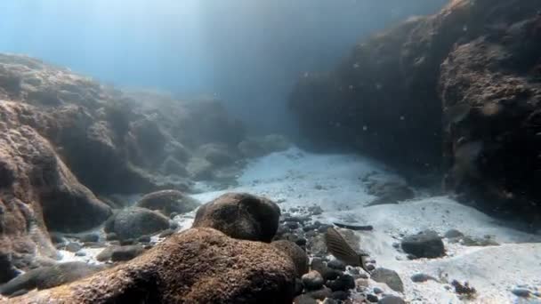 Underwater Shot Marine Flock Fish Multi Colored Coral Blue Water — Stock Video