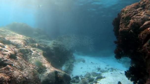 Underwater Shot Marine Flock Fish Multi Colored Coral Blue Water — Stock Video