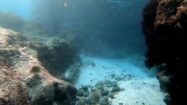 Podvodní Záběr Mořského Hejna Ryb Mezi Mnohobarevnými Korály Modré Vodě — Stock video